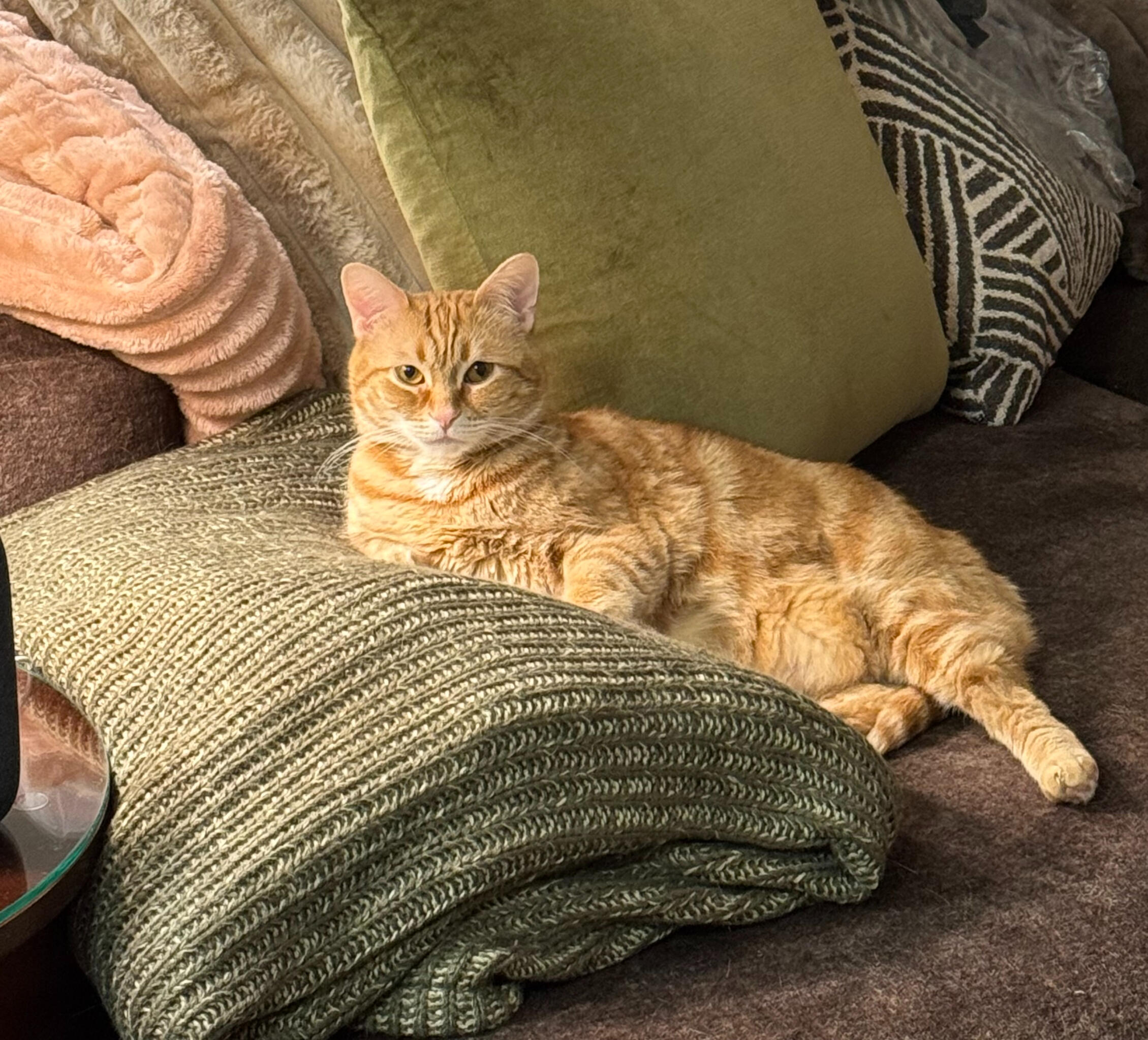 Clementine, former stray